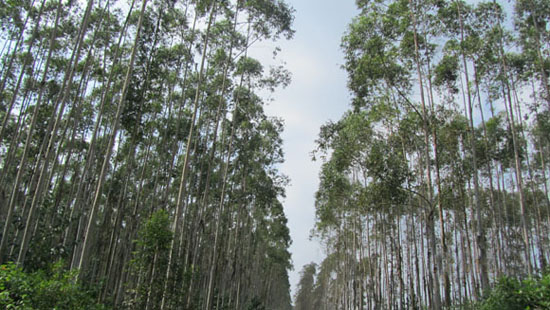 金光集团临高林地的茂密桉树